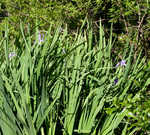 Giant blue iris